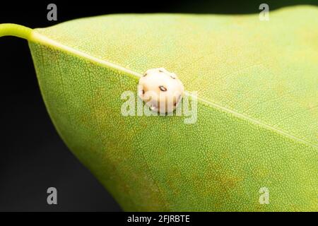 Wax scale, Ceroplastes rusci, Satara, Maharashtra, India Stock Photo