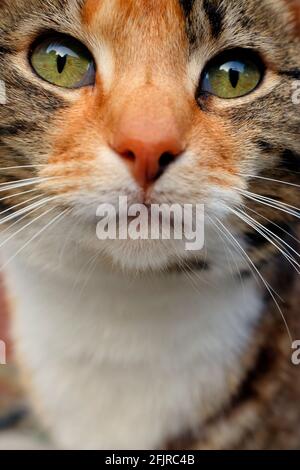 Domestic,cat,close,up,face,eyes,whiskers,nose,ginger,tabby,Cowes,Isle of Wight,England,UK, Stock Photo