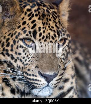 Male Sri Lankan leopard (face)