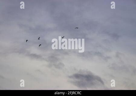 a small flock of birds flying late in the evening Stock Photo