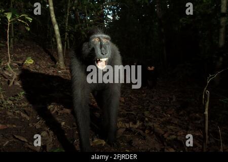 Celebes crested macaque (Macaca nigra). Stock Photo