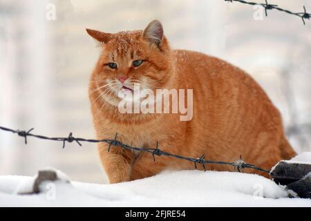 Cat under snowfall Stock Photo