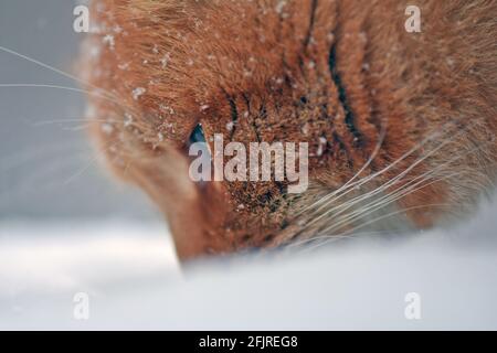 Cat under snowfall Stock Photo