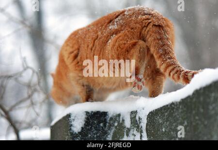 Cat under snowfall Stock Photo