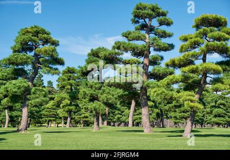 The view of the Japanese Black Pines (Pinus Thunbergii) planted on the bright green lawn area of Kokyo Gaien National Garden. Tokyo. Japan Stock Photo