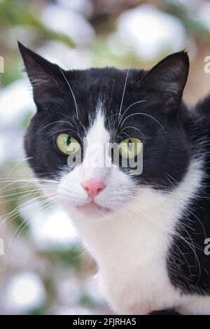 small black and white cat sits outside in the snow Stock Photo