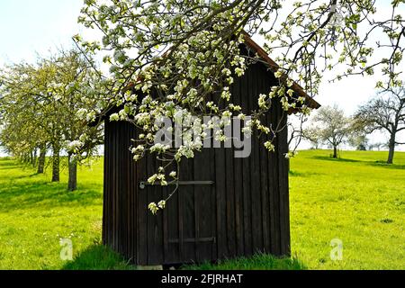 apple blossom with old barn and ladder spring in Germany Stock Photo