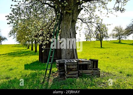 apple blossom with old barn and ladder spring in Germany Stock Photo