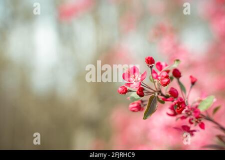 Beautiful Malus Praire Fire Crabapple bright pink blossom blooming in April Spring Stock Photo