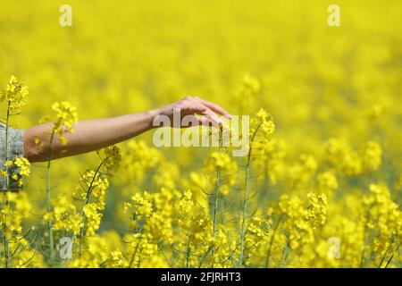 Close up of a woman hand touching flowers in a yellow field in spring Stock Photo