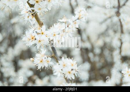 Closeup for white flowers of blooming prunus spinosa, called blackthorn or sloe, bright shot of beautiful bloom of back thorn tree in shallow depth of Stock Photo