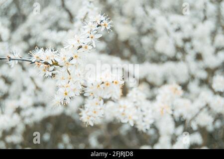 Closeup for white flowers of blooming prunus spinosa, called blackthorn or sloe, bright shot of beautiful bloom of back thorn tree in shallow depth of Stock Photo