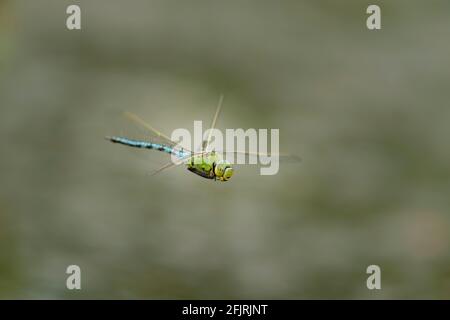 Emperor Dragonfly in flight Stock Photo