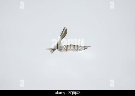 Hovering Common Tern Stock Photo