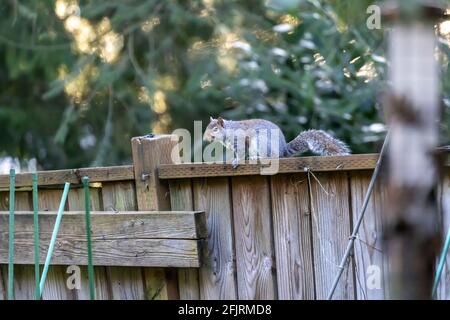squirrel climbing along top of old wooden fencepost Stock Photo