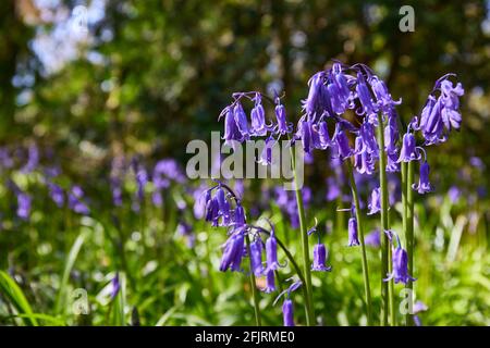 horizontal format of bluebells, Hyacinthoides, wild flowers in spring time Stock Photo