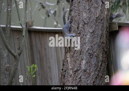 squirrel climbimg on tall tree near leaning fence Stock Photo