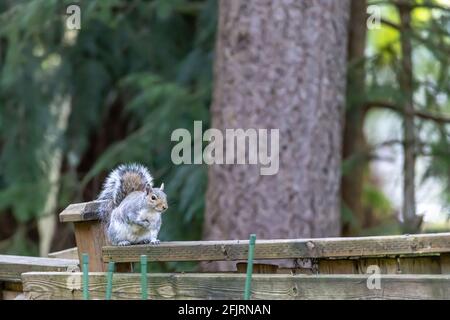 squirrel climbing around on fence and tree Stock Photo