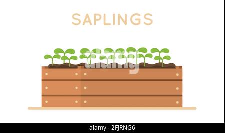 Sapling in wooden box. Vector design illustration isolated on white background. Stock Vector