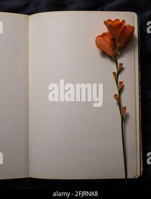 Top view of empty blank page of open notebook with orange freesia flower against a black textured background. Empty space for text. Nostalgia concept Stock Photo