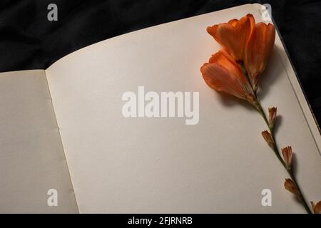 Close-up of orange freesia flower resting on top of empty page of notebook on a black background. Empty space for text. Concept of nostalgia, sadness Stock Photo