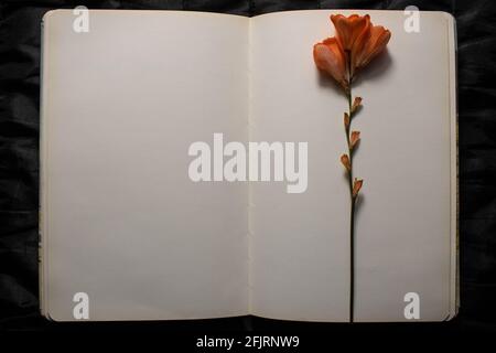 Top view of open book with orange freesia flower resting on top of empty blank pages on a black textured background. Empty space for text Stock Photo