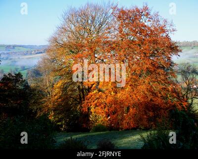 Morning mist and autumn colours near Kingsdown, Bath. Stock Photo