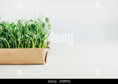 Microgreens sprouts isolated on white background. Vegan micro sunflower greens shoots, microgreens closeup, Growing sprouted sunflower seeds,  minimal Stock Photo