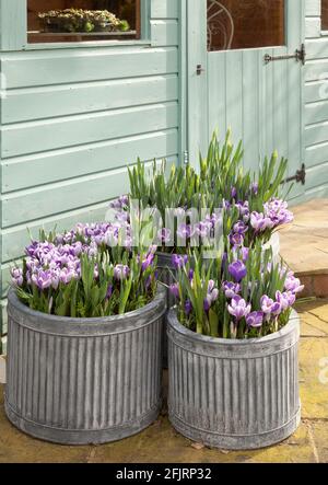 Three galvanised containers with bulb lasagne Crocus Narcissi and Tulips Stock Photo