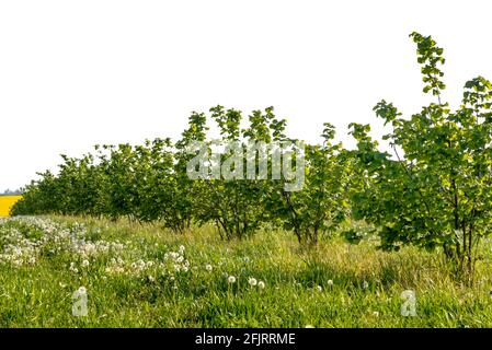 Hazel Nut Trees in spring with green grass meadow and white dandelion, isolated on white backgraound, copy space, banner Stock Photo