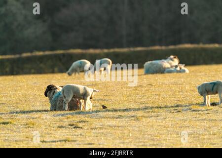 Spring lambs in a small closed flock enjoy the morning sunshine