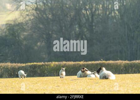 Spring lambs in a small closed flock enjoy the morning sunshine