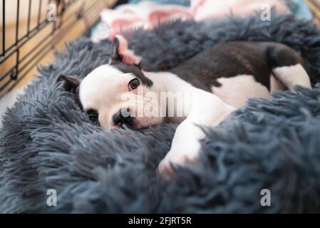 Boston Terrier Puppy In A Cage Crate With The Door Open Her Bed And Blanket  Plus Toys And Bowls Can Be See In The Cage Stock Photo - Download Image Now  - iStock