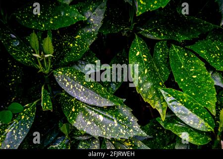 Aucuba japonica, commonly called spotted laurel, Japanese laurel, Japanese aucuba or gold dust plant, is a shrub native to rich forest soils of moist Stock Photo