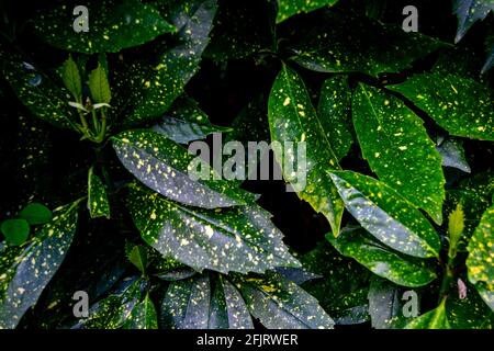 Aucuba japonica, commonly called spotted laurel, Japanese laurel, Japanese aucuba or gold dust plant, is a shrub native to rich forest soils of moist Stock Photo