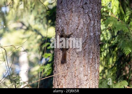 small dark brown chipmunk clinging to the side of a tree Stock Photo