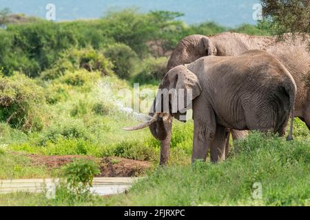 African male and female elephants (Loxodonta) drink water and bathing from a small pond in amboseli national park, Kenya on sunny day in natural light