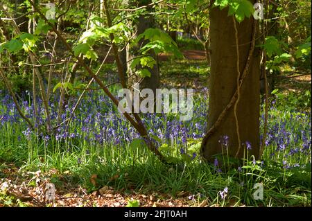 Bluebells in English woodland Stock Photo