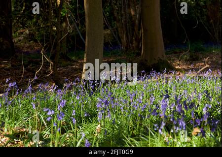 Bluebells in English woodland Stock Photo