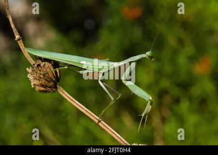 Sphodromantis viridis is a species of praying mantis that is kept worldwide as a pet. Its common names include Green Mantis, African mantis, giant Afr Stock Photo