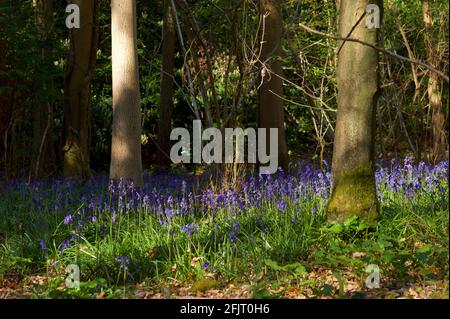 Bluebells in English woodland Stock Photo