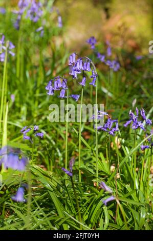 Common Bluebell (Hyacinthoides non-scripta) Stock Photo