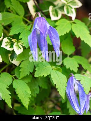 Complementary climbers on a patio wall, City of York, North Yorkshire, UK Stock Photo