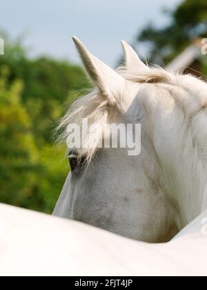 A headshot of a grey horse shoot from behind showing the curve of the back and neck. Stock Photo