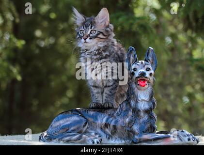 A few months old Norwegian forest cat with old ceramic dog Stock Photo