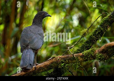 Black Guan, Chamaepetes unicolor, portrait of dark tropical bird with blue bill and red eyes, orange bloom flower in the background, animal in the mou Stock Photo