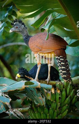 Pair of Great curassow, Crax rubra, in the nature forest habitat, birds sitting on the palm leave in green vegetation. Curassow from Costa Rica. Two a Stock Photo