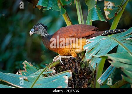 Big bird Great curassow, Crax rubra, in the nature forest habitat, animal sitting on the palm leave in green vegetation. Curassow from Costa Rica. Two Stock Photo
