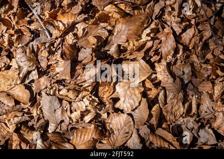 fallen leaves on a forest floor. Dried leaves background. Stock Photo