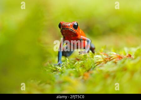 Red Strawberry poison dart frog, Dendrobates pumilio, in the nature habitat, Costa Rica. Close-up portrait of poison red frog. Rare amphibian in the t Stock Photo